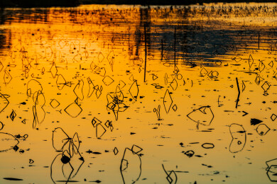 金色水面残荷夕阳