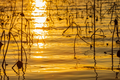 金色水面残荷夕阳