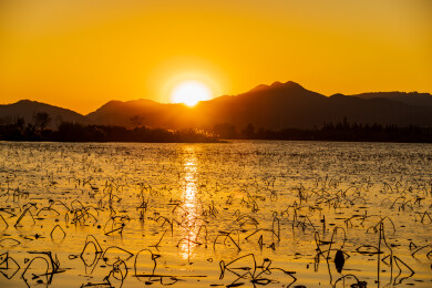 金色水面残荷夕阳
