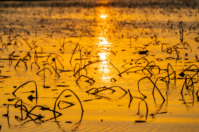 金色水面残荷夕阳