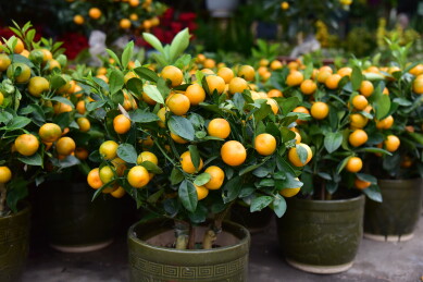 年桔春节中国新年传统风俗