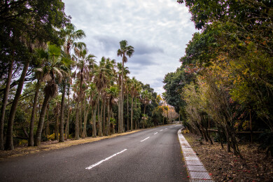 日本鹿儿岛县开闻岳山麓公园的风光