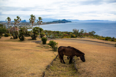 日本鹿儿岛县开闻岳山麓公园的风光