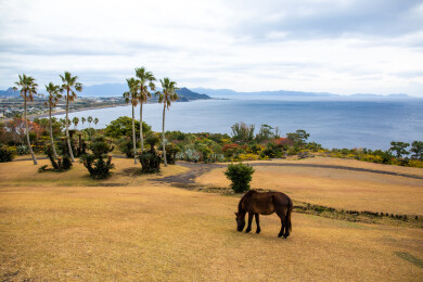 日本鹿儿岛县开闻岳山麓公园的风光