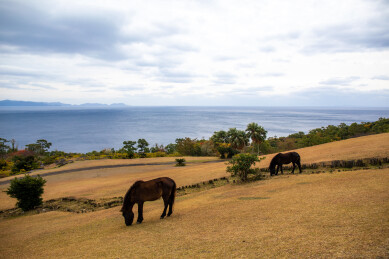日本鹿儿岛县开闻岳山麓公园的风光