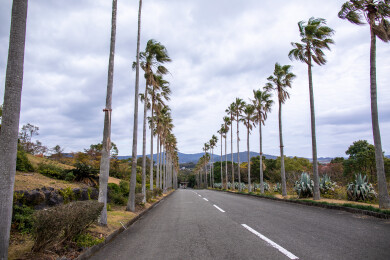 日本鹿儿岛县开闻岳山麓公园的风光