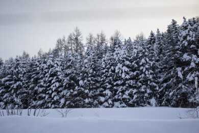 北海道冬天的雪景