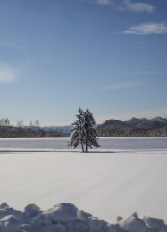 北海道冬季大雪中的大树
