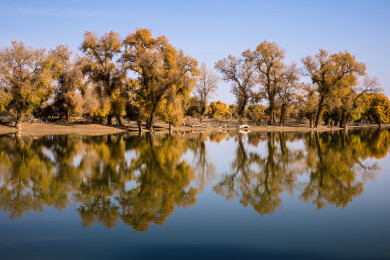 中国新疆阿克苏沙雅139胡杨公路胡杨林倒