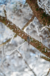 雪后树枝上的煤山雀