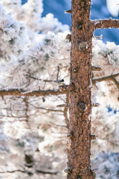 黄山雪松林中的煤山雀
