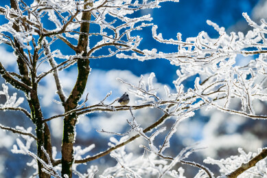 雪后树枝上的煤山雀