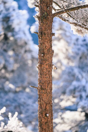黄山雪松林中的煤山雀