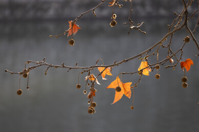 深秋残叶临水照