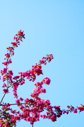 中国北京海棠花溪春天海棠花盛开赏春景色