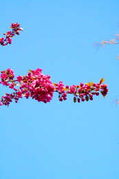 中国北京海棠花溪春天海棠花盛开赏春景色