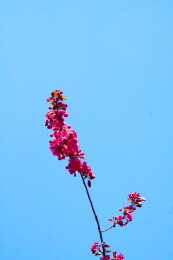 中国北京海棠花溪春天海棠花盛开赏春景色