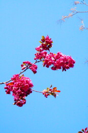 中国北京海棠花溪春天海棠花盛开赏春景色
