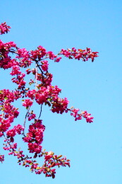 中国北京海棠花溪春天海棠花盛开赏春景色