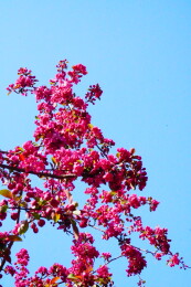 中国北京海棠花溪春天海棠花盛开赏春景色