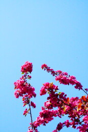 中国北京海棠花溪春天海棠花盛开赏春景色