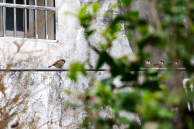 一排停在杆子上的麻雀