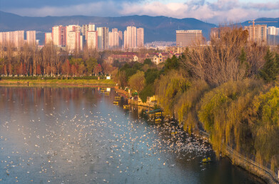 昆明海埂大坝海鸥翔集冬日美景