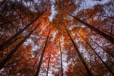 秋天红色的水杉树