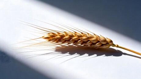 谷物麦子麦穗商业图片