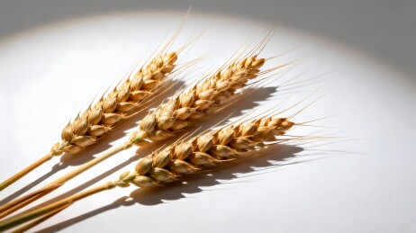 谷物麦子麦穗商业图片