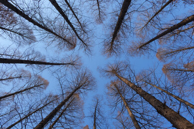 仰望冬日蓝天下高大笔直的水杉树林