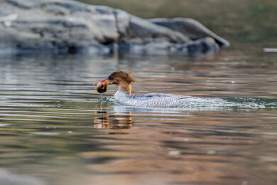 中华秋沙鸭在溪流中捕食嬉戏的画面