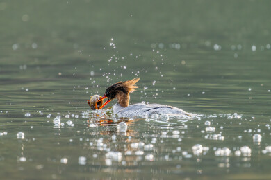 中华秋沙鸭在溪流中捕食嬉戏的画面
