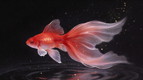 黑色背景的红色金鱼