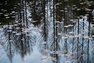 水面枯树倒影与残荷