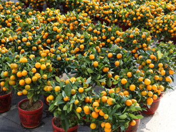 中国传统节日新年春节的年货年花盆栽年桔