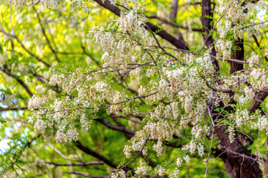 豆科刺槐属植物的花——槐花