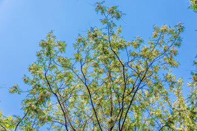 豆科刺槐属植物的花——槐花