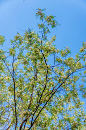 豆科刺槐属植物的花——槐花