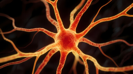 橙红色神经元显微图