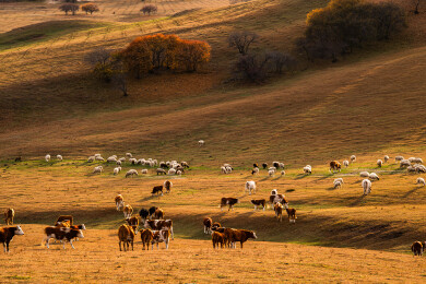 内蒙乌兰布统扣啃脑日落牛羊群