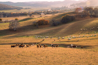 内蒙乌兰布统扣啃脑日落牛羊群