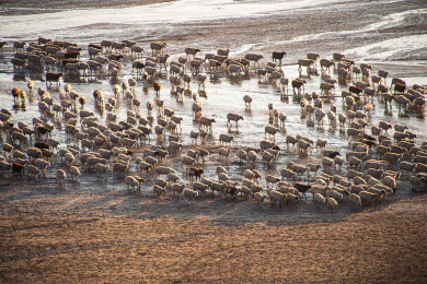 内蒙乌兰布统天太永滩涂早晨千羊过河