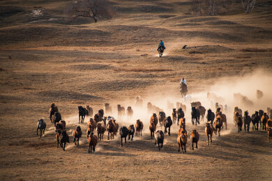内蒙乌兰布统草原秋日夕阳下万马奔腾