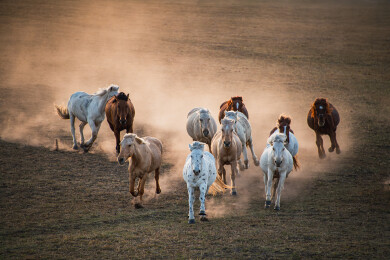 内蒙乌兰布统草原敖包吐群马奔腾