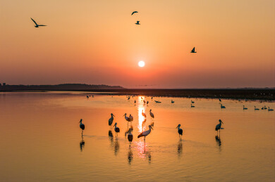 夕阳下一群东方白鹳在鄱阳湖湿地觅食