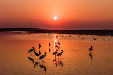 夕阳下一群东方白鹳在鄱阳湖湿地觅食