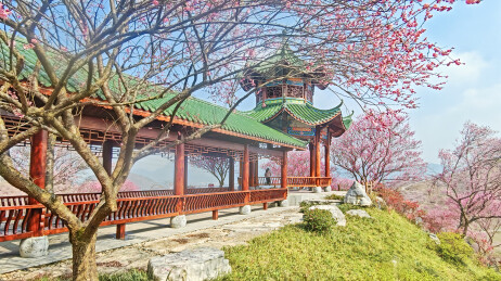 贵州梅园漫山盛放的梅花春日盛景