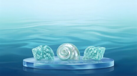 水波映衬的晶润贝壳
