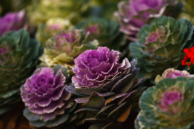 野甘蓝/紫色卷心菜